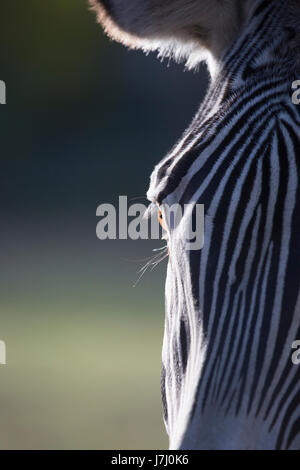 Il volto Zebra di Grevy (Equus grevyi) Foto Stock