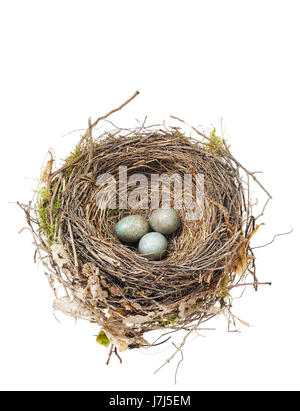 Isolato Uccelli Bird Nest egg blackbird uova chiudere ancora vita blu macro oggetto Foto Stock