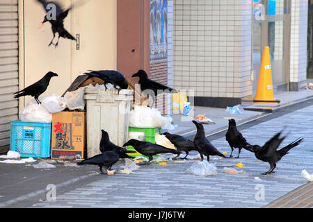 Corvi urbano sulla garbage in Tachikawa city Tokyo Giappone Foto Stock