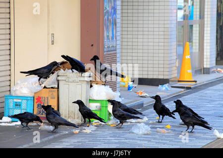 Corvi urbano sulla garbage in Tachikawa city Tokyo Giappone Foto Stock