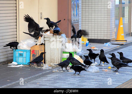 Corvi urbano sulla garbage in Tachikawa city Tokyo Giappone Foto Stock