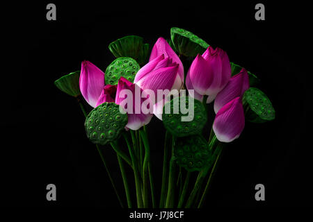 Rosa fiori di loto su sfondo nero Foto Stock