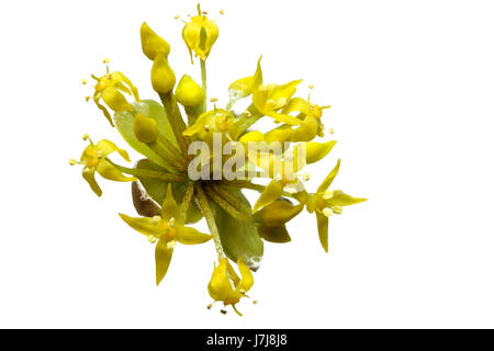 Bloom blossom fiorire fiorente yellower sanguinello giallo macro close-up macro Foto Stock