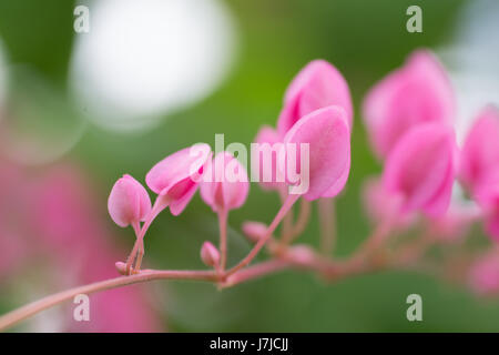 Corallo di piante di vite con sfocatura sullo sfondo Foto Stock