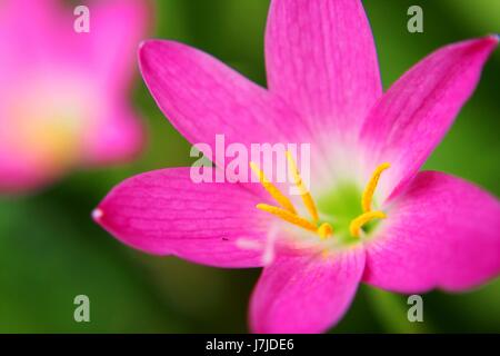 Piccoli di colore rosa con dei fiori è stame e pistillo visibile Foto Stock