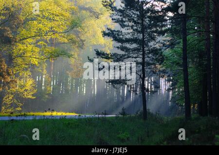 Foresta di mattina, Polonia. Foto Stock