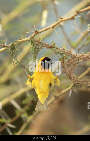 Minore Tessitore mascherato (Ploceus intermedius) appeso sul suo nido Foto Stock