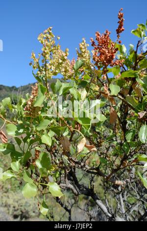 Vinegrera / Isola Canarie sorrel (Rumex lunaria), endemico delle Canarie, fioritura, Gran Canaria, Giugno. Foto Stock