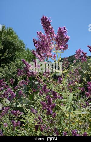 Isola Canarie salvia (Salvia canariensis) ammassarsi fioritura, Gran Canaria, Giugno. Foto Stock