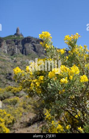 Gran Canaria ginestra (Teline microphylla) boccola fioritura al di sotto di Roque Nublo, vicino Tejeda, Gran Canaria. Foto Stock