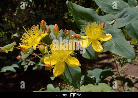 Grandi lasciava in erba di San Giovanni (Hypericum grandifolium), endemico delle Canarie e di Madeira, fioritura in alloro montane / Foresta Laurissilva, Los Tilos Foto Stock