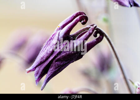 Vista dettagliata del Deep Purple Columbine flower bud. Insolito cercando bud assomiglia alla testa di un dragone prima che si apre in un cofano a forma di fiore. Foto Stock