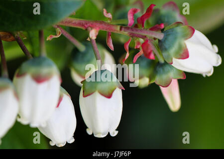 Primo piano di mirtillo fiori. Bianco brillante, a campana grappoli di fiori finiranno per dare modo ai mirtilli oltre l'estate. Foto Stock