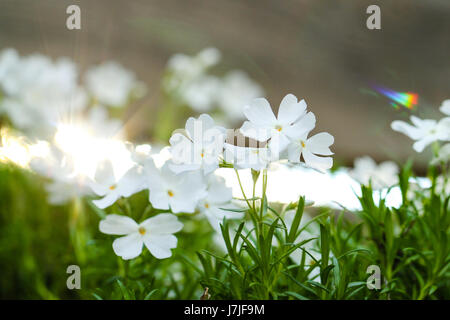 Phlox subulata. Primo piano di minuscoli fiori bianco su verde brillante gambi di un Moss Phlox pianta con la mattina presto sun entrando da dietro il recinto rotaie. Foto Stock