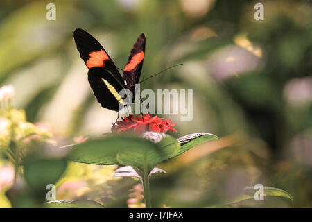 Il postino butterfly. Heliconius Melpomene : Amaryllis, elegante, nero, alato con arancione distintiva e strisce gialle sulle ali superiore ed inferiore. Foto Stock