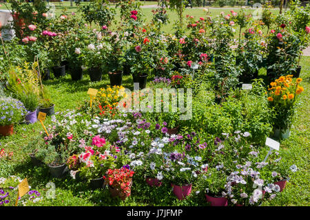 Molti diversi fiori e piante in pot Foto Stock