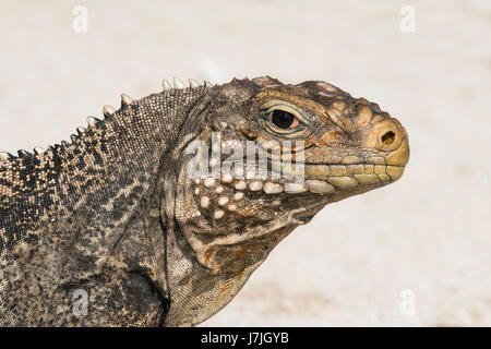 Rock cubano, Iguana Cyclura nubila, Jardines de la Reina, Cuba Foto Stock