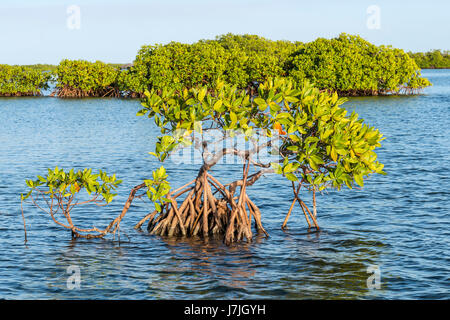 Red le mangrovie Rhizophora mangle, Jardines de la Reina, Cuba Foto Stock