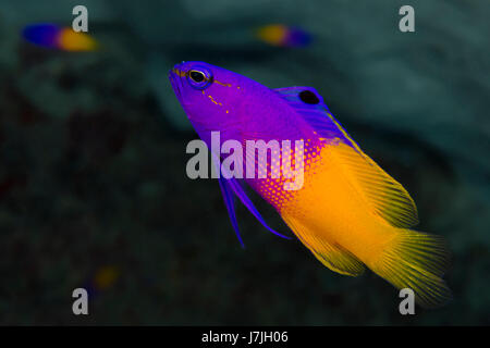 Fairy Basslet, Gramma loreto, Jardines de la Reina, Cuba Foto Stock