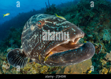 Nero, raggruppatore Mycteroperca bonaci, Jardines de la Reina, Cuba Foto Stock