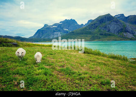 Prato vicino fiordo. Due pecore al pascolo. Spiaggia rocciosa. La bellissima natura della Norvegia. Isole Lofoten Foto Stock