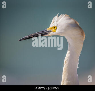 Close up profilo sinistro di airone nevoso Foto Stock