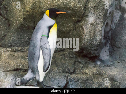 Pinguino reale dello zoo di Calgary Foto Stock