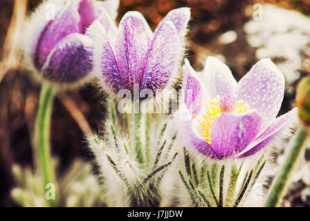 Rugiadoso viola Pulsatilla slavica nella primavera del giardino. Filtro foto. Stagionale scena naturale. Foto Stock