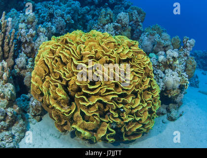 Perfettamente formati di lattuga di colonie di corallo di sabbia sul mare piano tra gli altri abitanti della barriera corallina. Mar Rosso, Egitto. Foto Stock