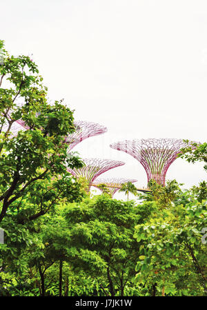 Il 15 gennaio 2016, Singapore - Il Supertree presso i giardini dalla baia di Marina Bay Foto Stock