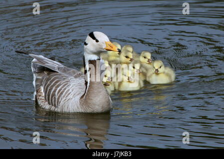 Madre Bar-headed Goose (Anser Indicus) Nuoto con molti neonato goslings Foto Stock