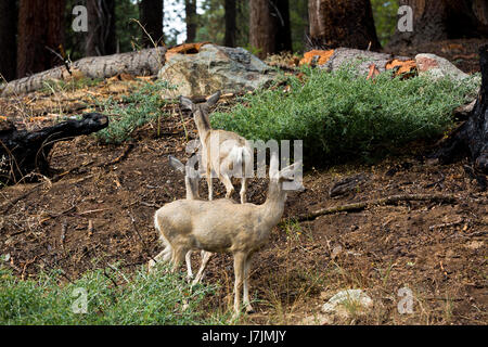 Mule Deer pascolano mandrie, nel Parco Nazionale di Sequoia Forest Foto Stock