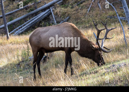 Grandi bull elk nel Parco Nazionale di Yellowstone Foto Stock