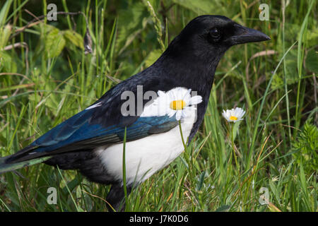 Eurasian Gazza (Pica pica) Foto Stock