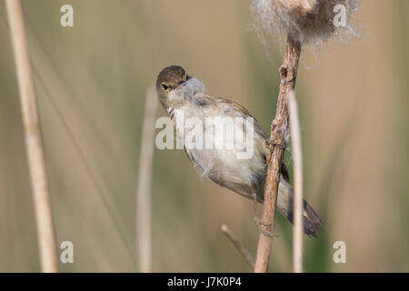 Reed europea trillo (Acrocephalus scirpaceus) la raccolta di materiale di nidificazione di un Giunco (Typha latifolia) Foto Stock