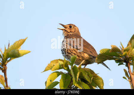 Tordo Bottaccio (Turdus philomelos) cantare da un treetop Foto Stock