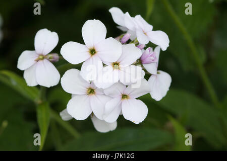 Dame's-violetto (Hesperis matronalis) fiore Foto Stock