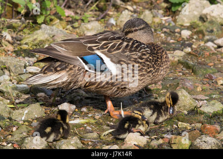 Femmina a pelo germano reale (Anas platyrhynchos) con giovani pulcini Foto Stock