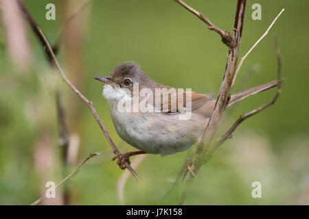 Maschio Whitethroat comune (Sylvia communis) Foto Stock