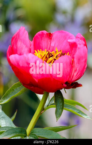 Unico a forma di ciotola rosa rossa fiore di inizio estate specie a fioritura peonia, Paeonia peregrina "fiamma" Foto Stock