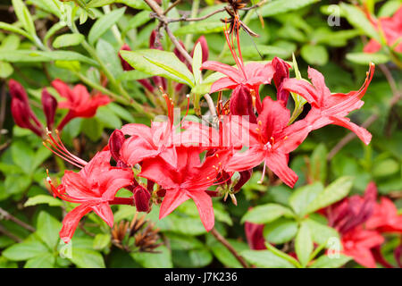 Rosso vivo dei fiori di hardy deciduo di azalee e rododendri 'Knap Hill rosso" Foto Stock