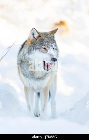 Lupo e pulizia leccare attorno alla bocca nella bellissima foresta di inverno Foto Stock