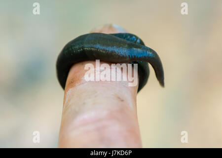 Horse leech (Haemopis sanguisuga) sul dito. Grandi sanguisuga verdastro nella famiglia Hirudidae sulla mano d'uomo Foto Stock