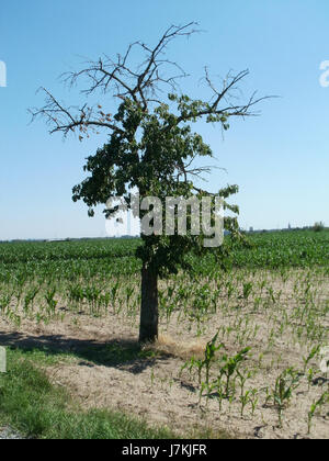 Questa fotografia del 27 giugno 2011 raffigura un campo di mais (*Maisfeld*) a Hockenheim, Germania. Mostra i terreni agricoli della regione, probabilmente concentrati sulla coltivazione delle colture, con il mais che è una coltura fondamentale coltivata in Germania sia per uso alimentare che industriale. Foto Stock