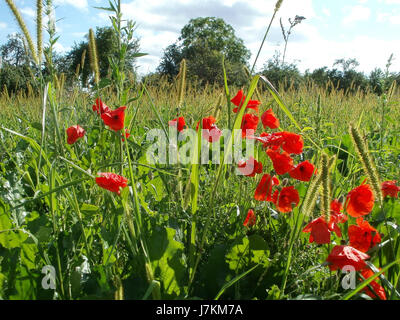 L'immagine "20110718Hockenheim11" rappresenta probabilmente un momento dall'Hockenheimring, una famosa pista di gara in Germania, che cattura un evento o una scena di una gara di Motorsport. Foto Stock