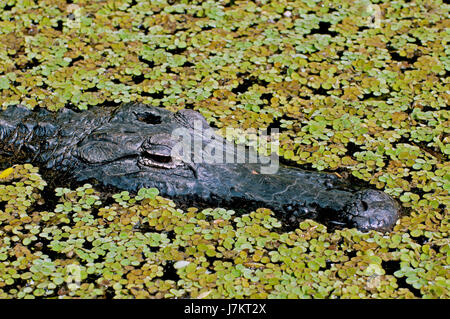 Swamp anfibi e rettili del coccodrillo di palude pericolose anfibi e rettili fen Foto Stock