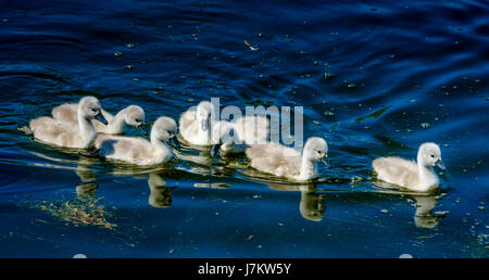 Recentemente cygnets tratteggiata con i loro genitori presso il laghetto di canottaggio a Biggar, South Lanarkshire, Scozia Foto Stock