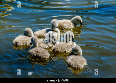 Recentemente cygnets tratteggiata con i loro genitori presso il laghetto di canottaggio a Biggar, South Lanarkshire, Scozia Foto Stock