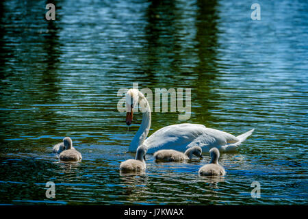 Recentemente cygnets tratteggiata con i loro genitori presso il laghetto di canottaggio a Biggar, South Lanarkshire, Scozia Foto Stock