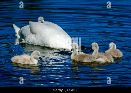 Recentemente cygnets tratteggiata con i loro genitori presso il laghetto di canottaggio a Biggar, South Lanarkshire, Scozia Foto Stock